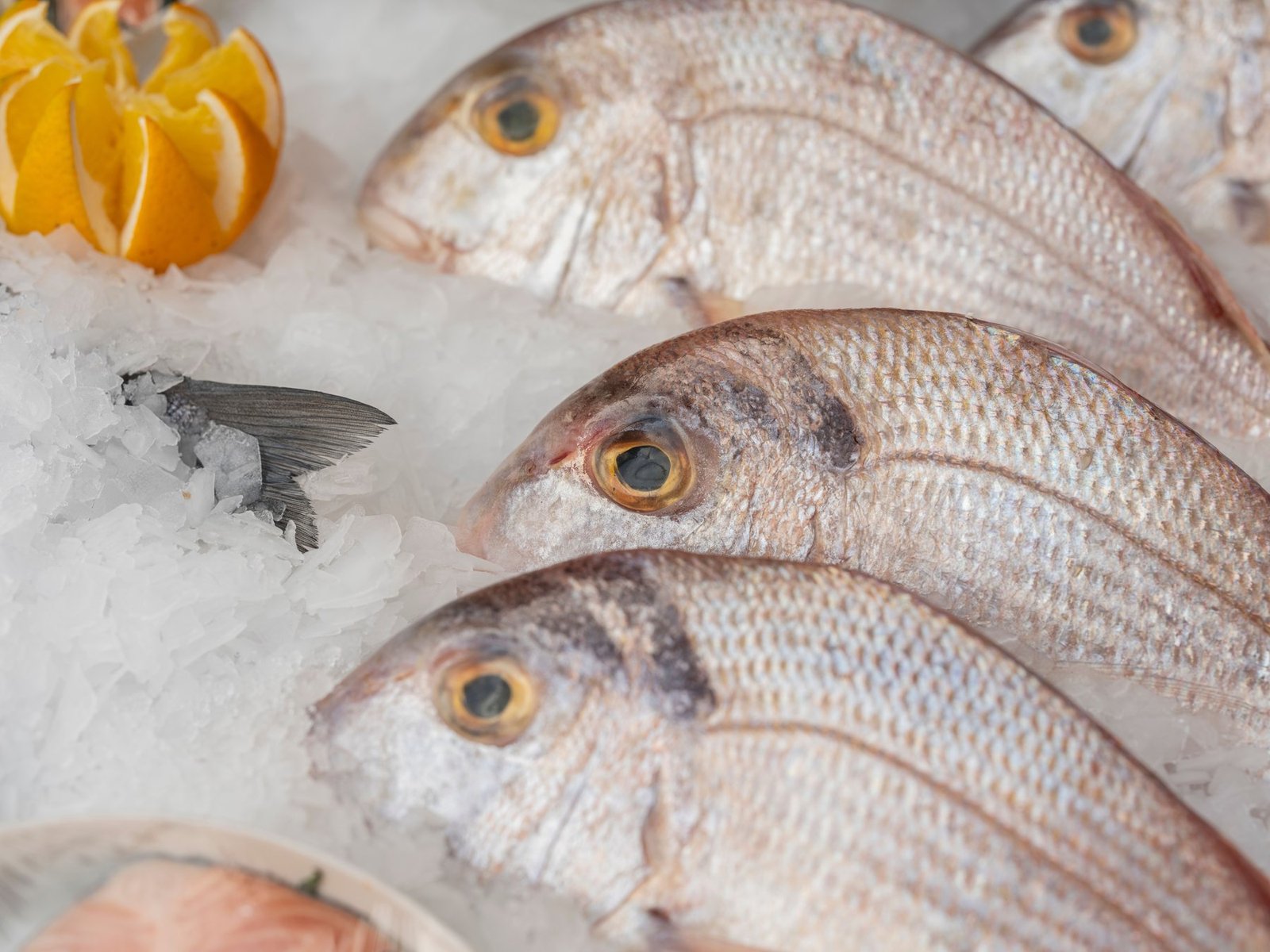 Seafood cold chain and ice